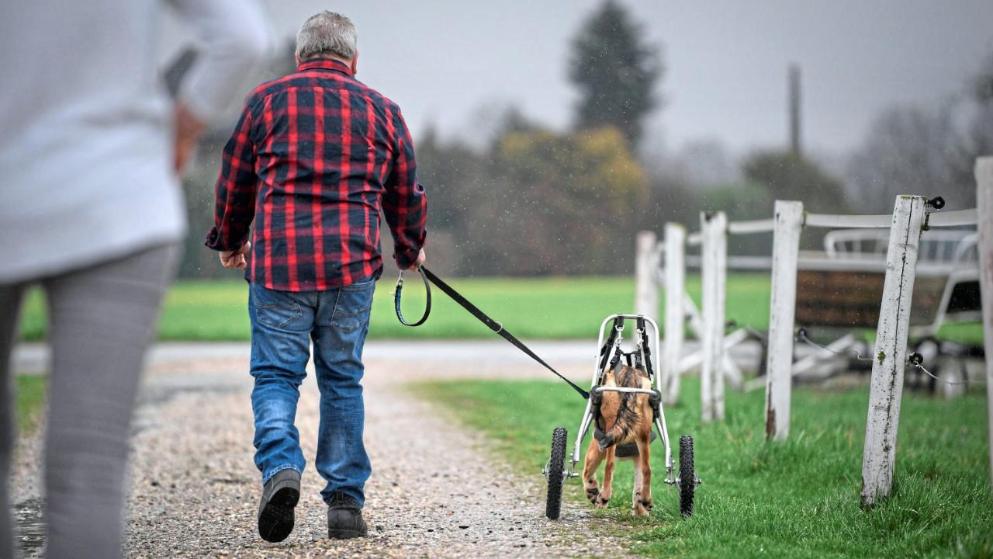 DIESER HUND HAT SO VIEL LEID ERLEBT Gelähmter Miro ist jetzt im Paradies