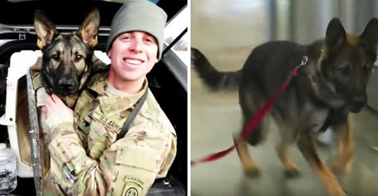 Soldat hat Angst, dass sein Militärhund ihn nach 3 Jahren nicht mehr