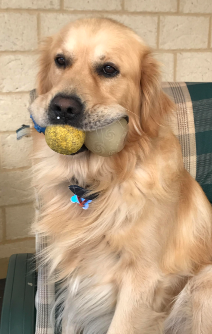 10 Lustige Golden Retriever