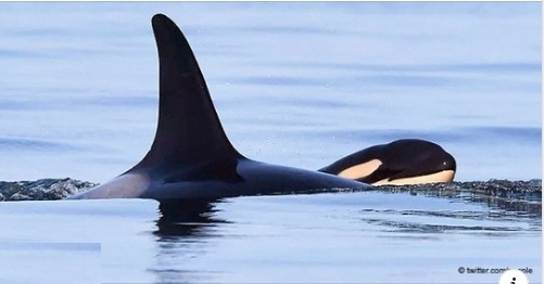 Orca Tahlequah Die Ihr Totes Kalb 17 e Lang Trug Wurde Wieder Mutter