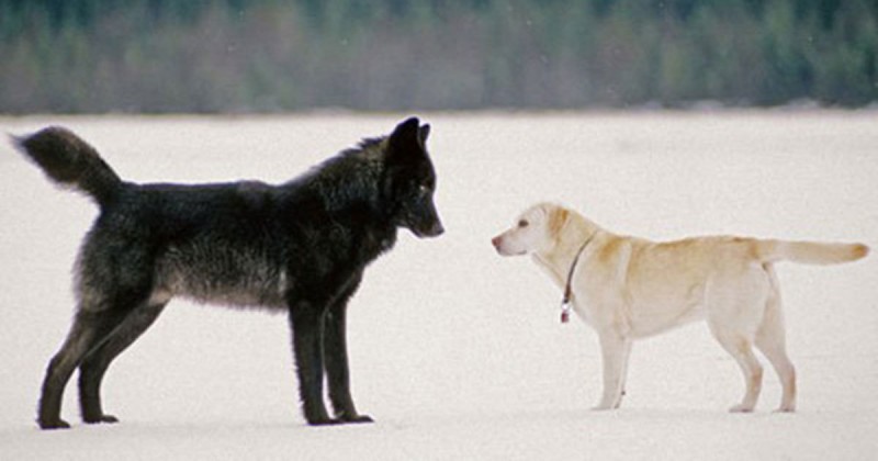 Er sah hilflos zu, wie der Wolf sich seinem Hund nähert – dann geschah das Undenkbare.