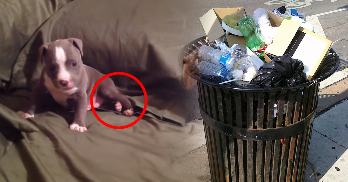 Ein herzloser Züchter warf diesen Pitbull Welpen in den Müll, weil er eine Behinderung hatte…doch dann