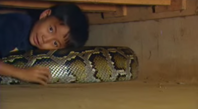 Dieses Baby schlief jede Nacht mit einer Schlange. Schau, was 11 Jahre später aus ihm geworden ist.