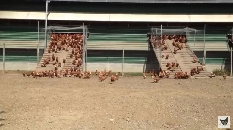 Der Bauer filmt die Hühner wie sie am Morgen hinausgehen. Was sie dann machen ist einfach toll!