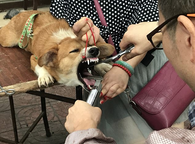 Photos Of Unlicensed ‘Vet’ Cutting Dog’s Vocal Chords In The Street Provokes Horror Worldwide!
