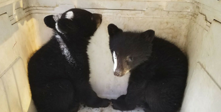 Baby Bears Lose Their Mom After Being Hounded By Person Wanting A Selfie!