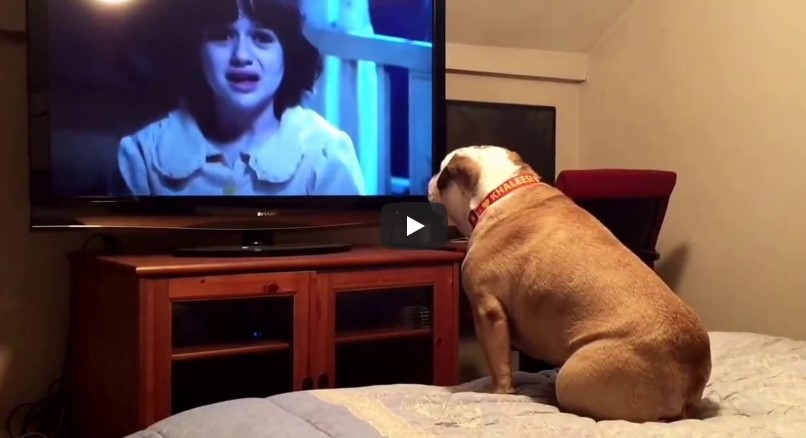 Sie setzen den Hund vor einen Horrorfilm und warten ab … bei 0:12 zeigt sich sein Charakter.
