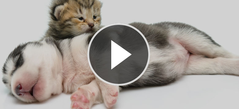 Video: Katzen treffen zum ersten Mal auf ihre neuen Hunde-Mitbewohner