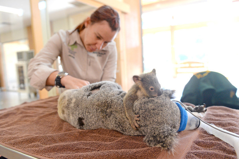 Koala-Baby umarmt Mami bei Not-Operation