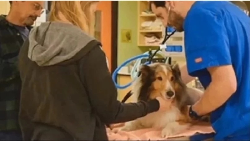 Familie verabschiedet sich von ihrem Hund, und das nur Sekunden, bevor der Tierarzt realisiert, dass es nicht nötig ist 