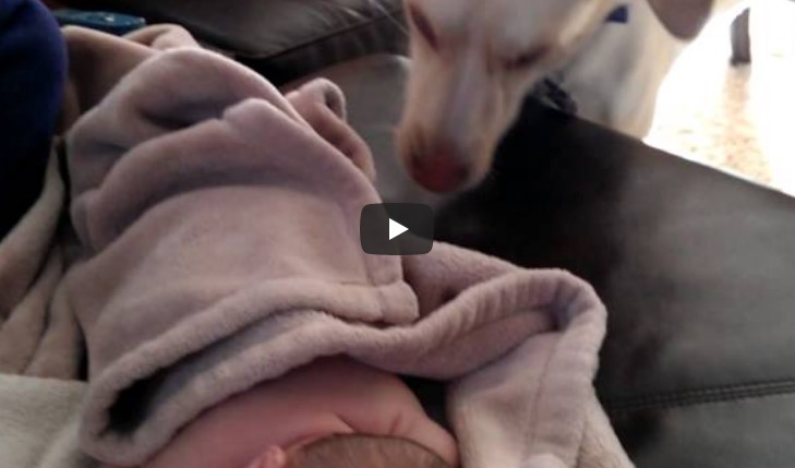 Die Kamera filmt heimlich, was der Hund macht, als das Baby schläft. Bei 0:04 schmelze ich dahin.