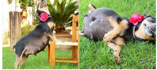 Mit Schwangerschafts Fotos wurde die Hündin zum Internet Star. Zu süß!