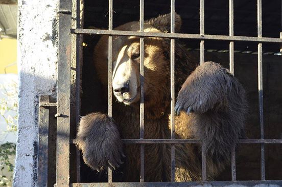 Nach 7 Jahren öffnet man die Käfige in dem Horror-Zoo. Was herauskommt, verschlägt den Findern die Sprache.