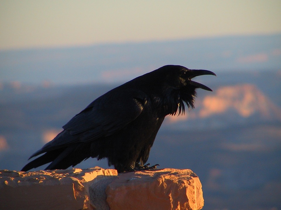 HAST DU KRÄHEN GESEHEN? WAS DIE KRÄHE SYMBOLISIERT (MEHR ALS NUR DEN TOD)!