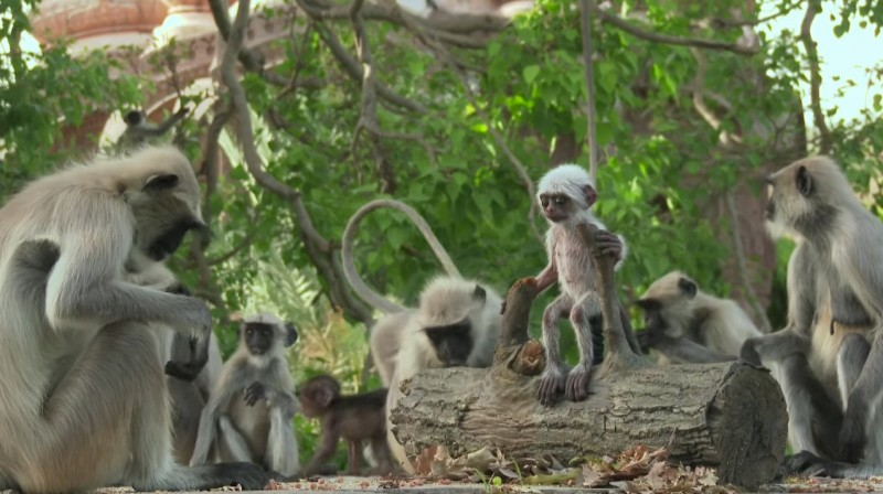 Sie setzen eine Babypuppe zu der Affenfamilie. Wie die Tiere reagieren, als etwas Schreckliches passiert, schnürt mir die Kehle zu.
