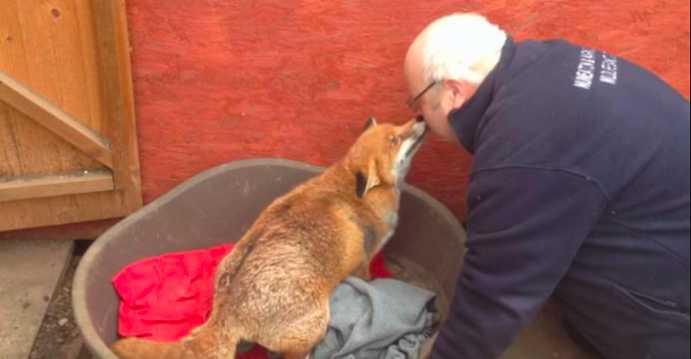 Er rettete den Fuchs vor 7 Jahren – schau dir die Reaktion des Fuches an, als sie sich wiedersehen!
