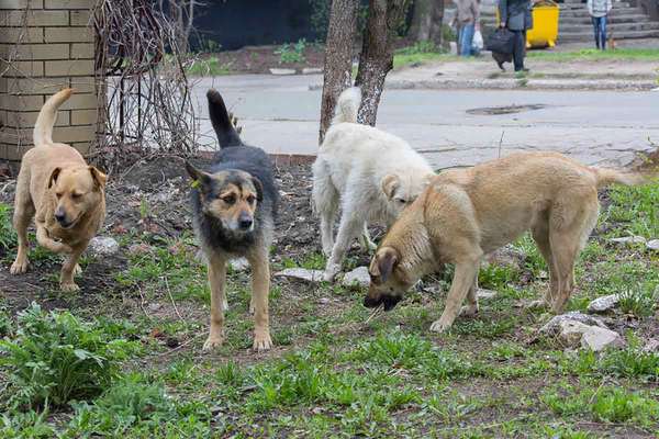 Der Mann entdeckte 4 Hunde, die irgendwas bewachten – Als er sah, WAS es war, bekam er einen Schock!