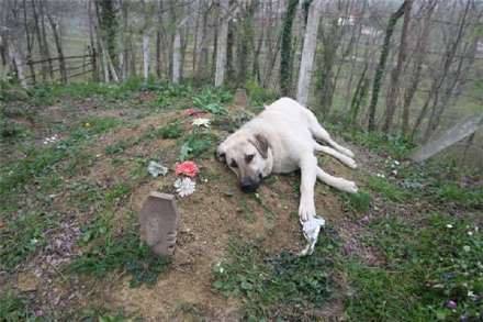 Als der Sohn das Grab des Vaters besuchen will, findet er den Hund so vor. Ein herzzereißender Anblick.