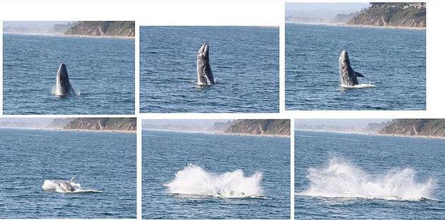 Ein Mann entdeckt einen Wal und steht kurz vor einer erschreckenden Entdeckung
