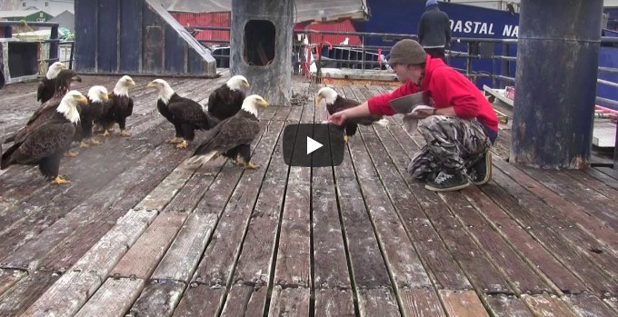 Als diese Adler auf dem Boot des Fischers landen, werden wir Zeuge einer sehr ungewöhnlichen Freundschaft!
