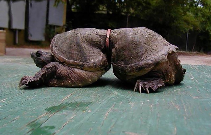Diese Schildkröte wurde mit einem Gummiband gefesselt. Doch 19 Jahre später sieht sie SO aus.