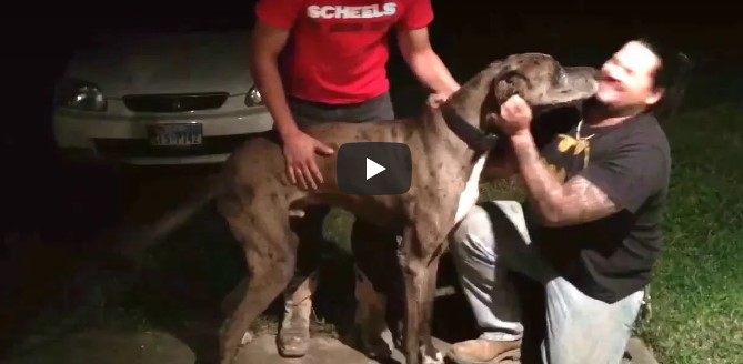 Er weinte, als sein Hund vor 2 Jahren verschwand – schau dir seine Reaktion an, als der Hund hinter der Garage sitzt!