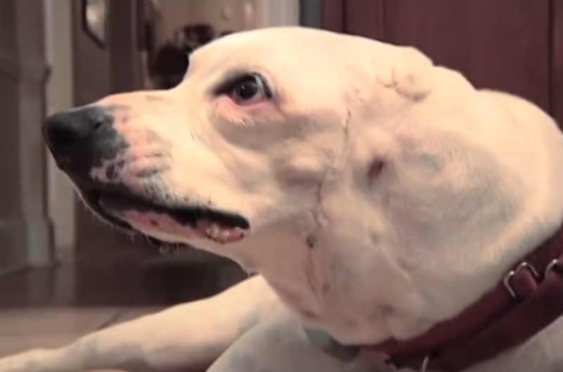 Misshandelter Beute-Hund wird von 12-Jährigem gerettet.