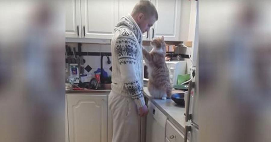 Hat Frederik nicht die süßeste Katze der Welt? Schau das Video an, das bereits 3 Millionen mal gesehen wurde!