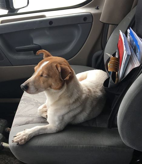 Der LKW-Fahrer findet den abgemagerten Hund am Straßenrand. Das Tier führt ihn in den Wald, denn es braucht noch jemand dringend Hilfe.