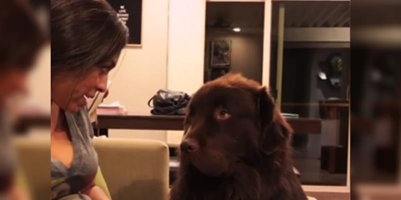 Sie entschuldigt sich bei ihrem Hund – schau, wie er reagiert, als er die Entschuldigung akzeptiert!