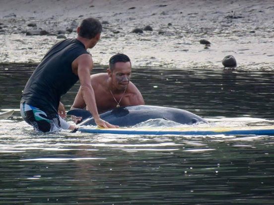 Die Surfer hören es im Wasser wimmern. Was sie dann 6 Stunden lang versuchen, verdient meinen ganzen Respekt!