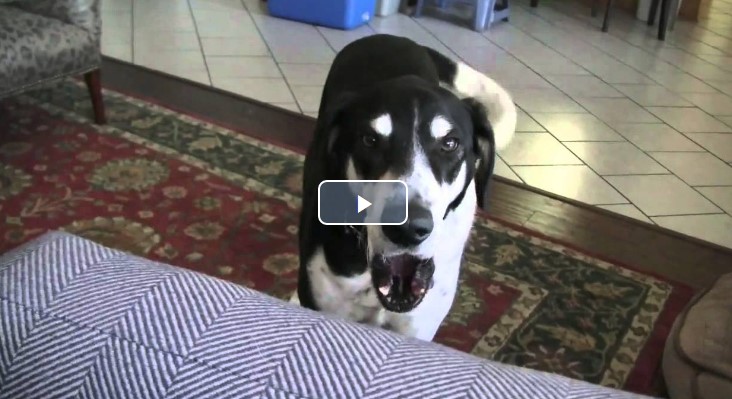 Der Besitzer erklärt seinem Hund, dass er ihm ein Kätzchen geholt hat und die Reaktion ist einmalig.