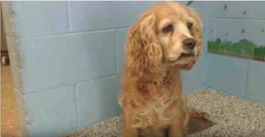 Die Familie lässt ihren 15 Jahre alten Hund im Tierheim zurück und nimmt sich einen jungen Hund!