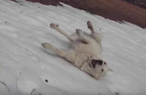 Das Frauchen filmt, wie sich ihr Hund in den Schnee legt. Bei 0:04 kann sie sich das Lachen nicht mehr verkneifen.