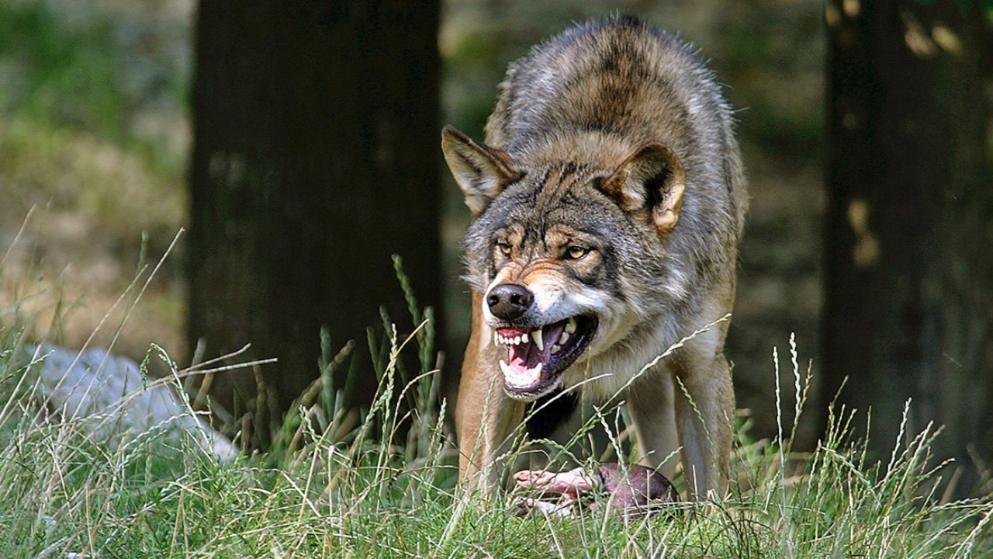 Hungriger Wolf zum Abschuss freigegeben!