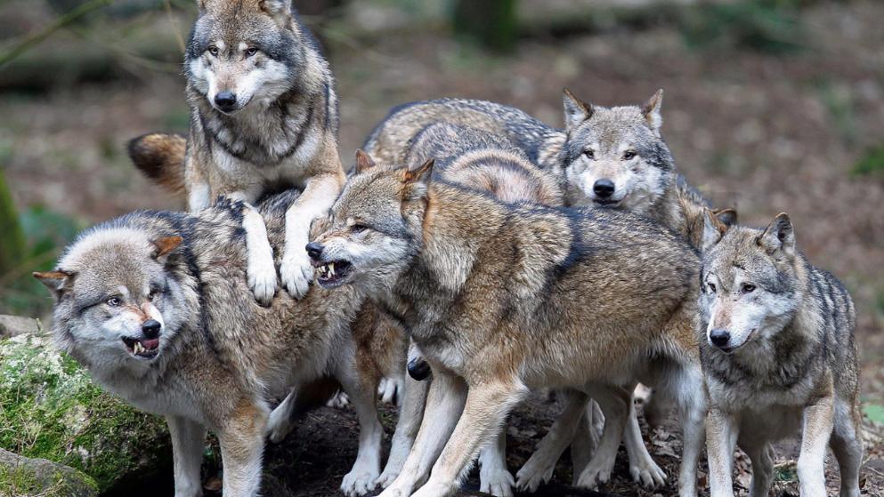 Naturschützer schießen auf Wolfs Welpen!