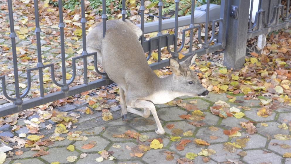 Jäger muss Reh erlösen!