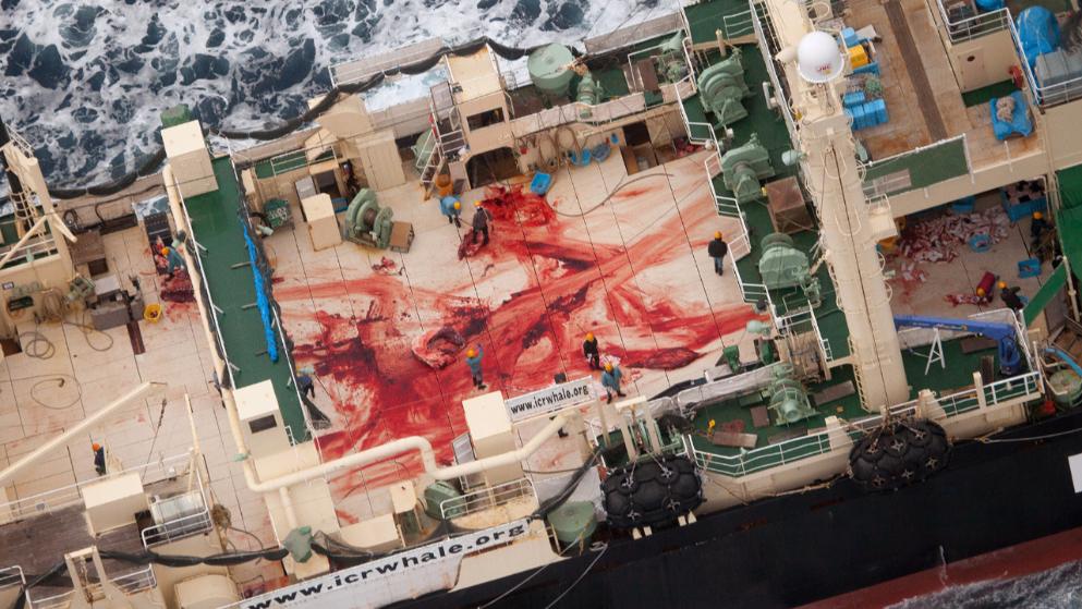 Japanische Fischer töten 177 Wale unter Vorwand!
