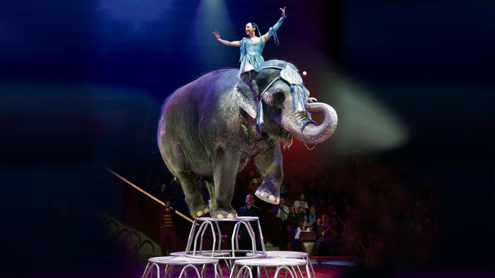 Riesen Zirkus um Circus Krone Manege Chefs drohen mit einer Klage!