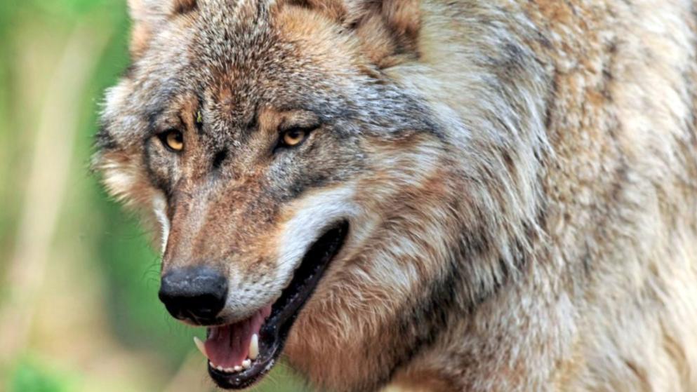 Tierschützer stoppen Abschuss von Wolf!