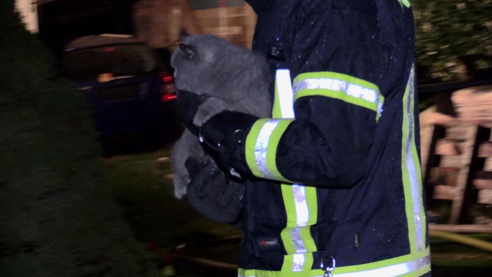 Feuerwehr rettet Katze aus Flammen-Haus