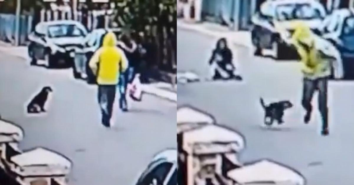 Video: Streunender Hund rettet Frau vor Straßenräuber.