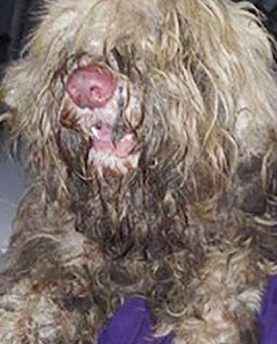 Verwahrloster Hund wird von verfilztem Fell befreit
