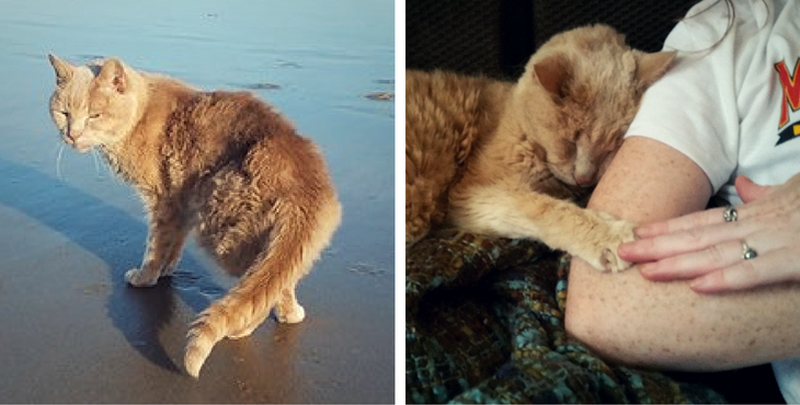 21-jährige Katze wird endlich adoptiert und genießt trotz ihrer Krankheit ihr Leben in vollen Zügen