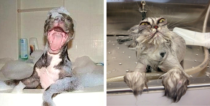 8 verrückte Fotos, die die Unterschiede zwischen Hunden und Katzen auf den Punkt bringen