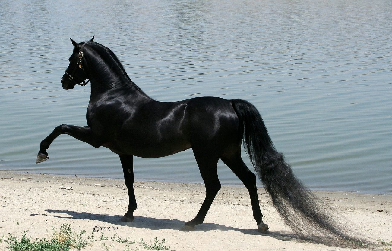Dies sind die schönsten Pferde auf dem Planeten!