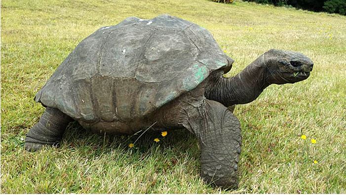 Schildkröte von 115 Jahre alten Fotos lebt immer noch.