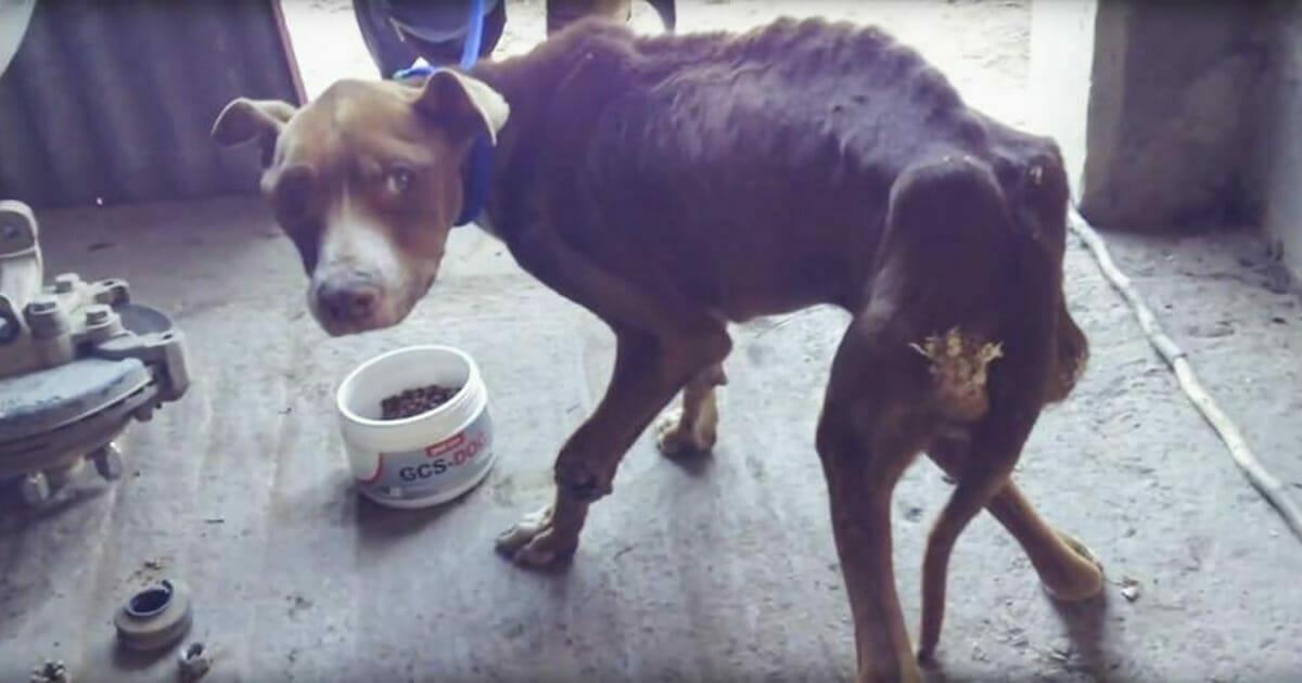 Hund lebt angekettet und immer an der Grenze des Verhungerns – seine Verwandlung ist einfach rührend