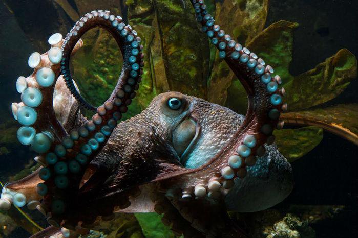 Der Krake flutscht aus dem Aquarium und kriecht über den Boden. Aber was dann geschieht, lässt mich sprachlos zurück.