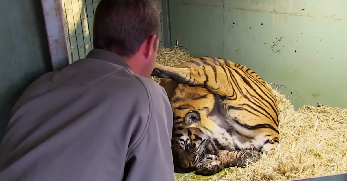 Eine Tigermutter ist gerade beim Gebären. Als dann die Pfleger unter sie schauen… unglaublich!